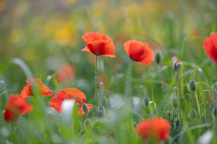 Innere-Kind-Arbeit: Eine Mohnblumenwiese als schöne Kindheitsereinnerung. Niritya & Tom, Heilpraktiker für Psychotherapie, arbeiten in ihrer Saarbrücker Praxisgemeinschaft auf mit dem inneren Kind.